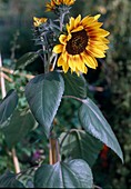 Helianthus annuus