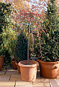 Cotoneaster dammeri