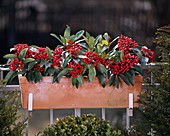 Skimmia japonica