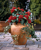 Pocket amphora with Hedera helix varieties and Skimmia japonica