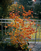 Acer palmatum