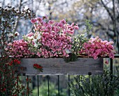 Azalea in the balcony box