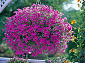 Phlox-Intensia 'Lavender Glow'