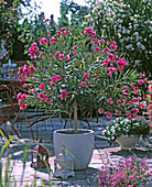 Nerium oleander / Oleander als Halbstämmchen