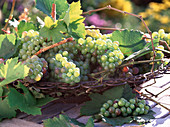 Iron basket with Vitis (Vines)