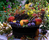 Wire basket with plums, pears, apples, elderberry (Sambucus), rose (rose hips)