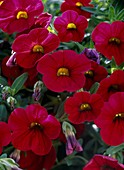 Petunia Million Bells Calibrachoa 'Red Devil'