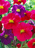 Petunia Million Bells Calibrachoa 'Red Devil'