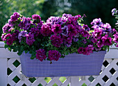 Box with Petunia hybrid, Petunia grandiflora 'Wimbledon Mix'