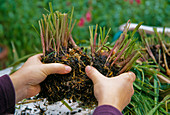 Overwintering Acidanthera bulbs (2/4)