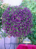 Calibrachoa 'Imperial Purple'
