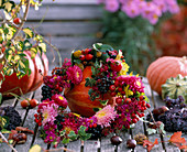 Callistephus (Sommeraster), Rhamnus (Faulbaumfrüchte), Rosa (Hagebutten), Aster