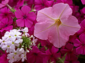 Petunia atkinsiana 'Shell Pink', Phlox 'Intensiana Neon Pink'