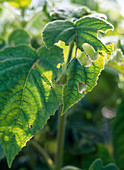 Salvia dorisiana leaves eaten by Crawlers