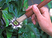 Passiflora edulis (maracuja) mit einem Pinsel bestäuben