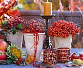 Sorbus, Rose Rosehip, Malus, Helianthus