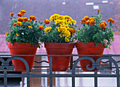 Pots in balcony parapet with Tagetes (marigold)