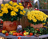 Chrysanthemum, Carex 'Evergold' (Variegated Sedge), Capsicum (Sweet Pepper), Physalis (Lantern Flower)