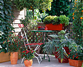 Sweet balcony: Capsicum annuum and frutescens (ornamental peppers)