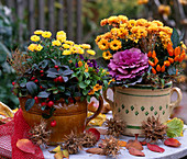 Chrysanthemum 'Improved Tedcha' u. 'Orange Tedcha', Gaultheria 'Winter Pearls'