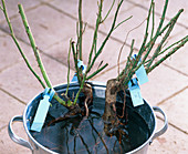 Plant rose in tub