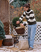 Overwintering shrubs on the balcony: Place pots in larger baskets.