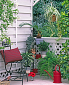 Zimmerpflanzen-Balkon: Cycas revoluta / Palmfarn,