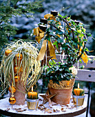 Carex hachijoensis 'Evergold' (Buntsegge), Hedera helix (Efeu) mit Teelichthalter