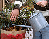 Wintering on the balcony: 4th step: Water well before frost