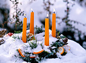 Oranger Adventskranz im Schnee: Citrus sinensis (Orangenscheiben), Pinus strobus