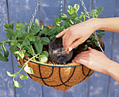 Hanging basket irrigation homemade