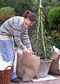 Protect Rosa (rose) from freezing through with a burlap bag