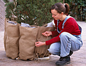 Wurzelschutz im Winter: Pinus (Kiefer) im Rupfensack mit Taschen einpacken