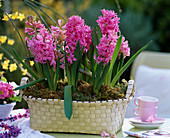 Hyacinthus orientalis / Hyazinthen im ovalen Korb