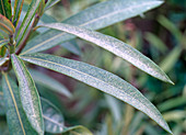 Nerium oleander (Oleander mit roter Spinne (Spinnmilbe))