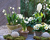 Leucojum vernum / Märzenbecher, Primula acaulis / Frühlingsprimeln einfach und ge