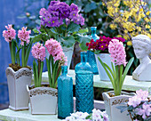 Hyacinthus (pink hyacinths), Primula obconica and Primula