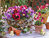 Viola wittrockiana (pansies), Viola cornuta 'Valentine'