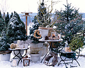 Winter terrace in the snow, Picea, Pinus
