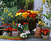 Cytisus X racemosus (broom), Helleborus (lenten rose), Tulipa