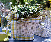 Galanthus nivalis (snowdrop) in a white basket