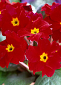 Primula vulgaris 'Lippefreude Rot' (spring primrose)