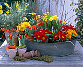 Zinkschale mit Primula acaulis (Frühlingsprimeln), Narcissus (Narzissen)