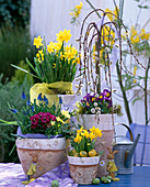 Salix 'Kilmarnock' (Kätzchenweide), Narcissus (Narzissen), Viola