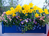 Narcissus 'Golden Harvest' (Narzissen), Viola (Stiefmütterchen)