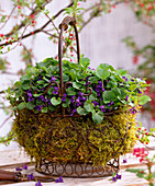 Viola odorata (scented violet) in wire basket lined with moss