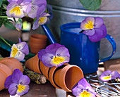 Viola 'Ultima Morpho' (Stiefmütterchenblüten) mit Blechkanne