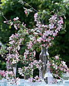 Malus (apple blossom) in various glass jars