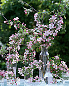 Malus / Apfelblüten in verschiedenen Glasgefäßen