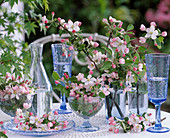 Malus / Apfelblüten und -zweige als Tischdeko